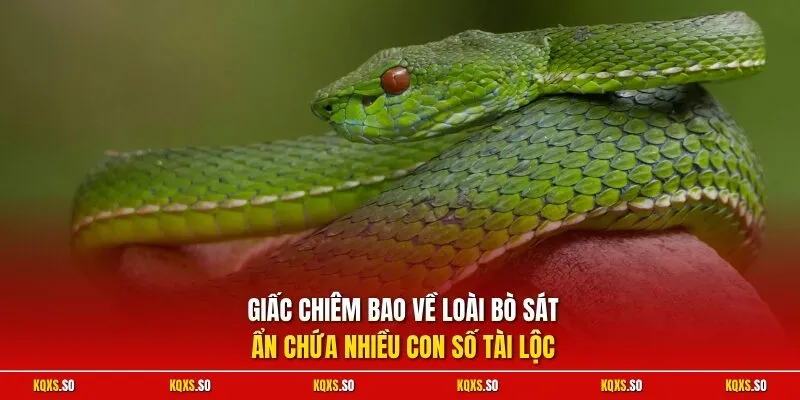 Giấc chiêm bao về loài bò sát ẩn chứa nhiều con số tài lộc