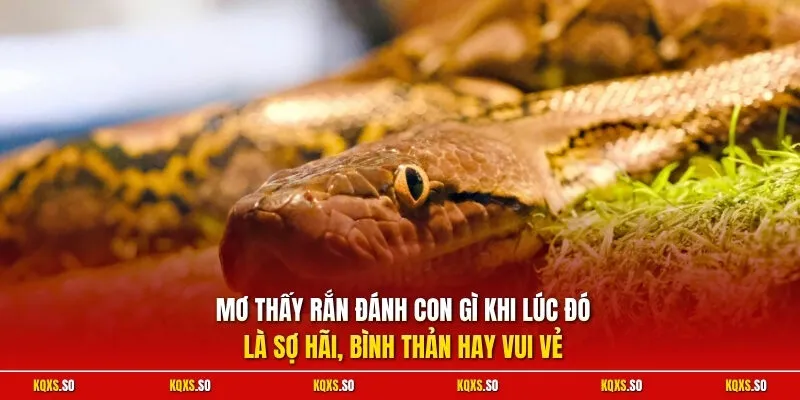 Mơ thấy rắn đánh con gì khi lúc đó là sợ hãi, bình thản hay vui vẻ